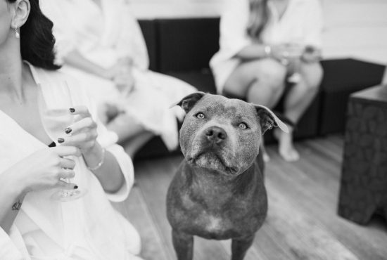 bride and groom's dog joining in the fun of their wedding day. Ana Galloway photography
